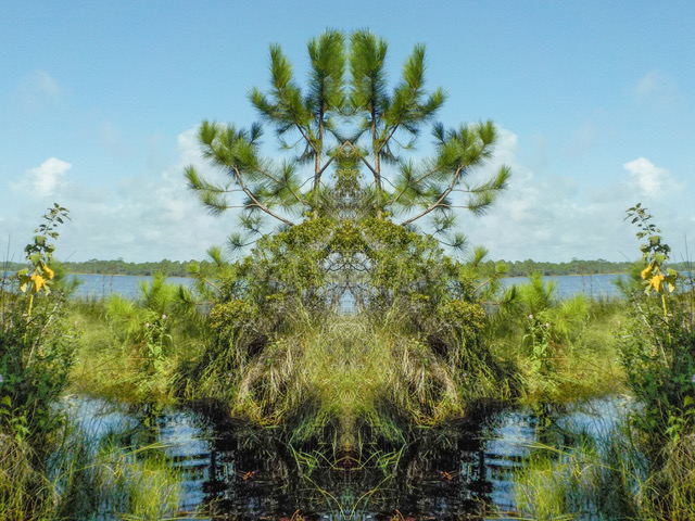 tree-beach