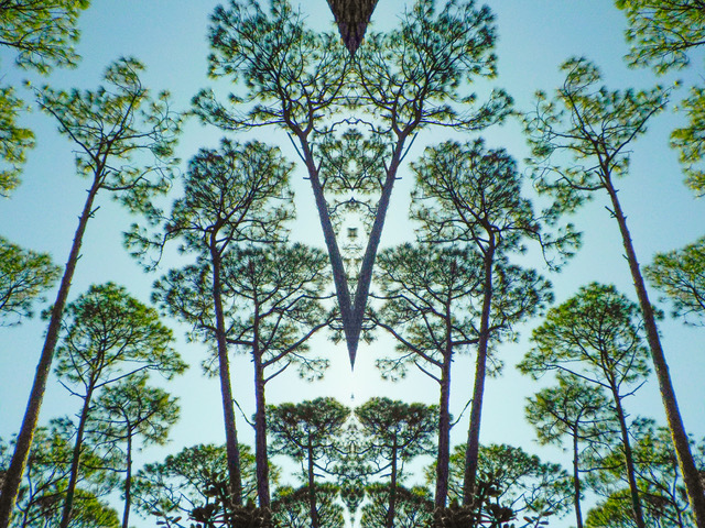 sky-trees