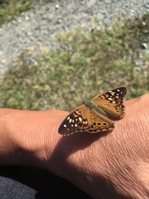 orange-butterfly