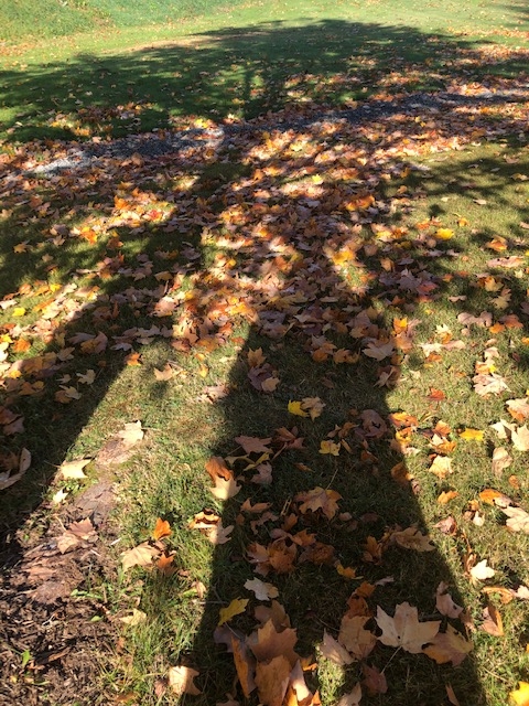 tree-shadow