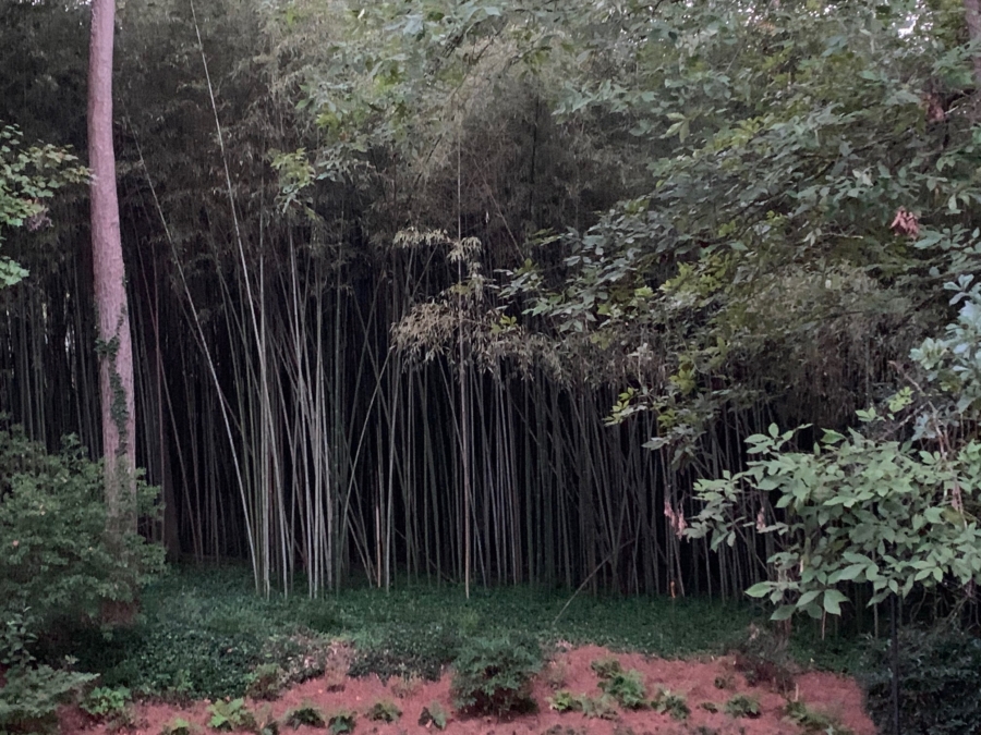 bamboo-forest