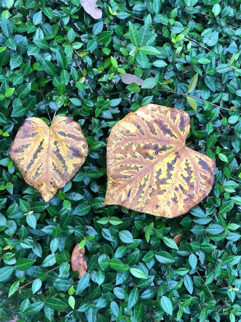 heart-leaves