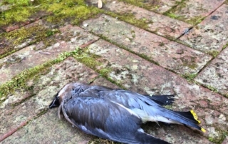 dead-bird