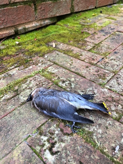 dead-bird