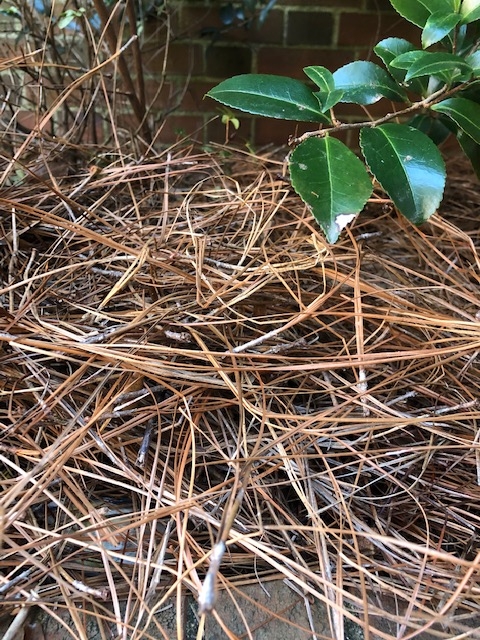 pine-straw