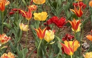 tulips