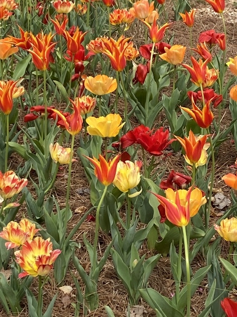 tulips