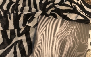 zebra