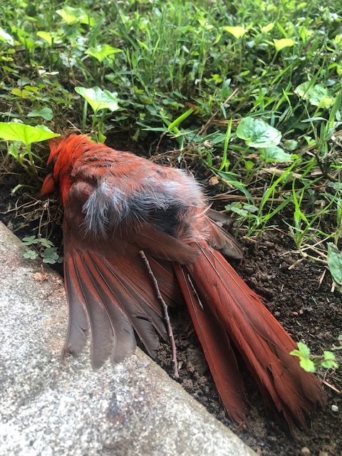 cardinal