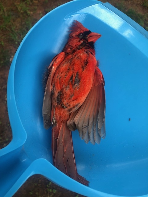 cardinal