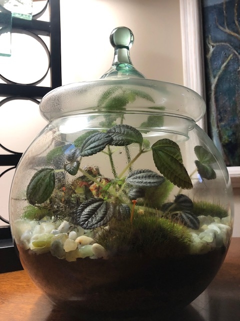 terrarium