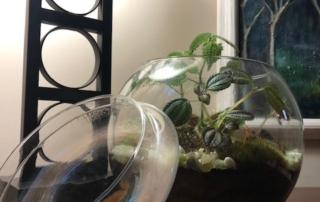 terrarium