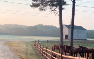 horse-farm