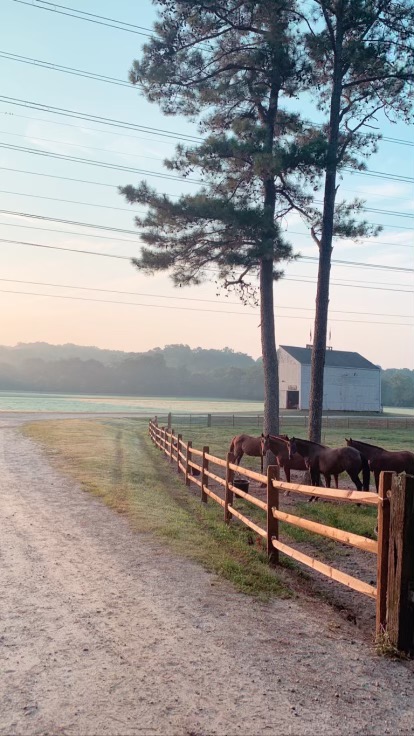 horse-farm