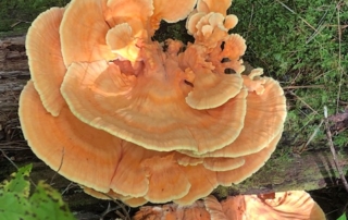 fungus
