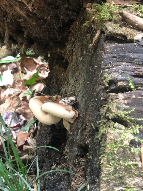 fungus