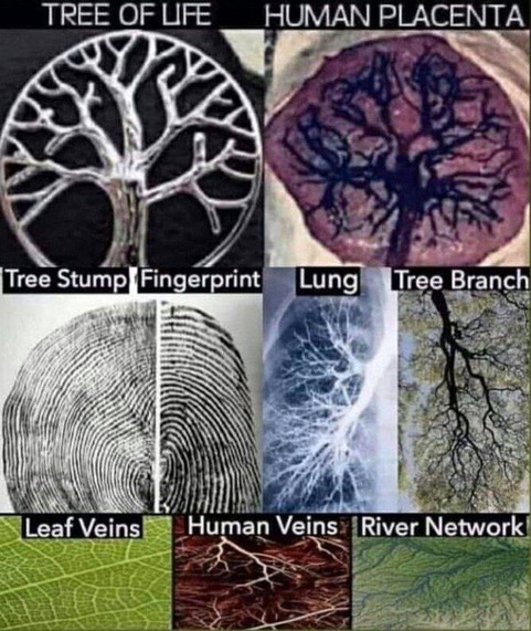 tree of life