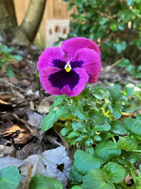 pansy