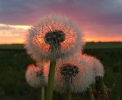 dandelion