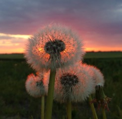 dandelion