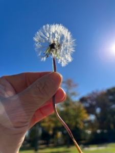 dandelion