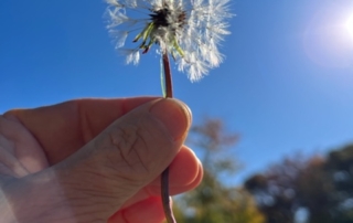 dandelion