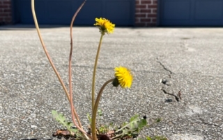 dandelion