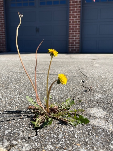 dandelion