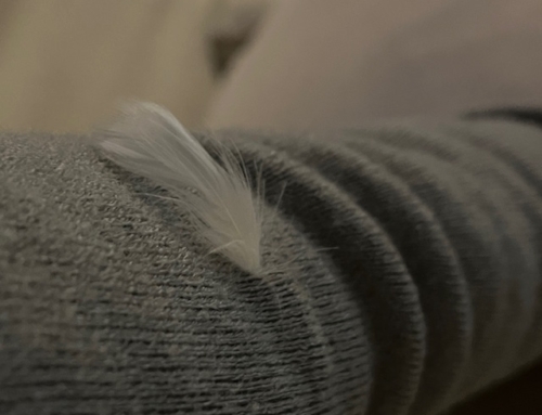 A White Feather From Heaven