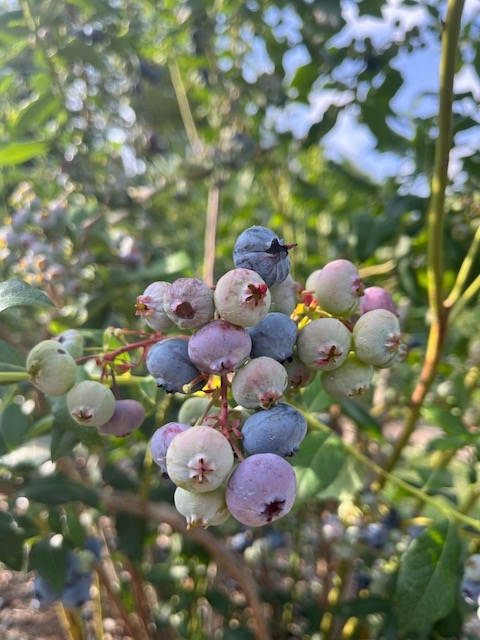 berries