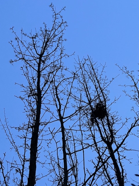 nest