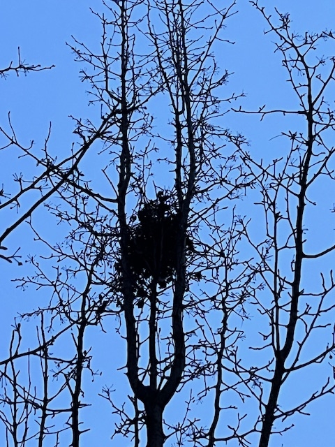 nest