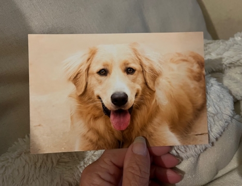 Our Dog Has Cancer
