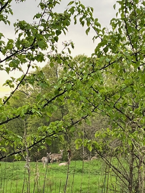 deer deer
