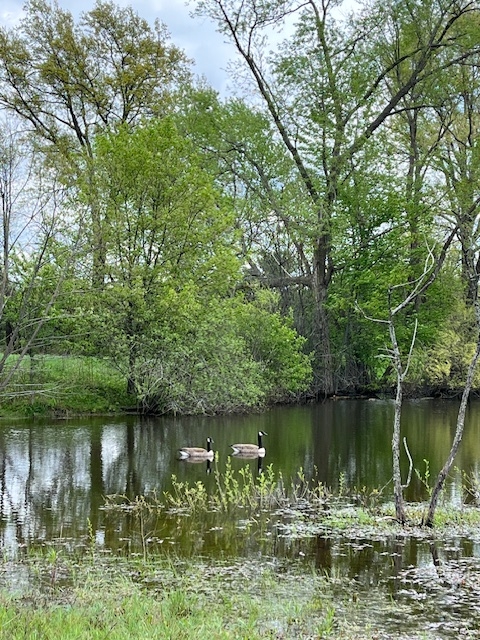 pond pond