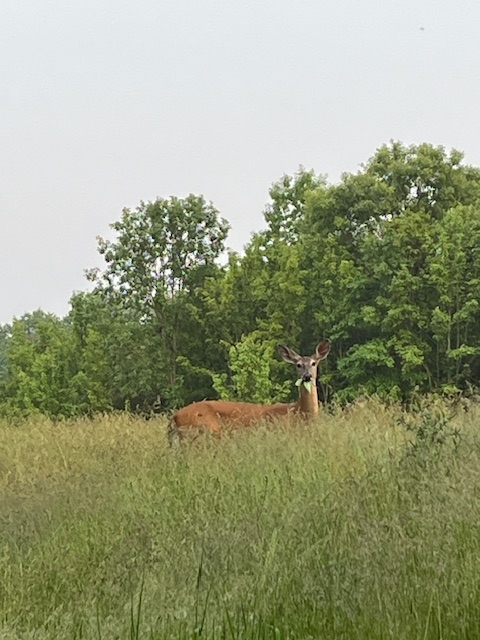 deer