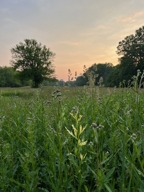 field