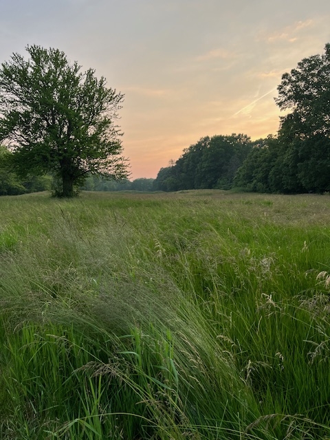 field