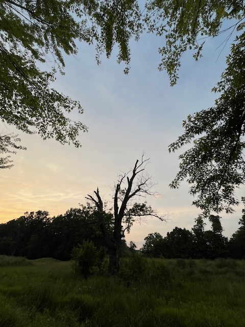 tree