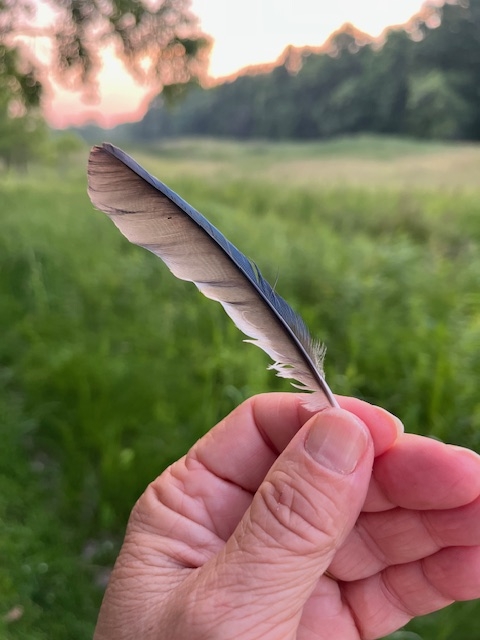 feather