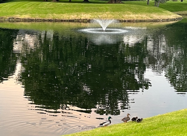 ducks