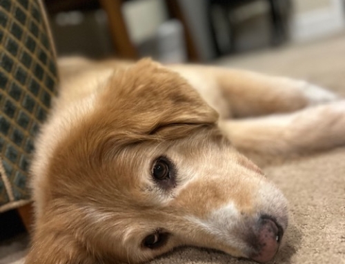 Tears For Our Dog