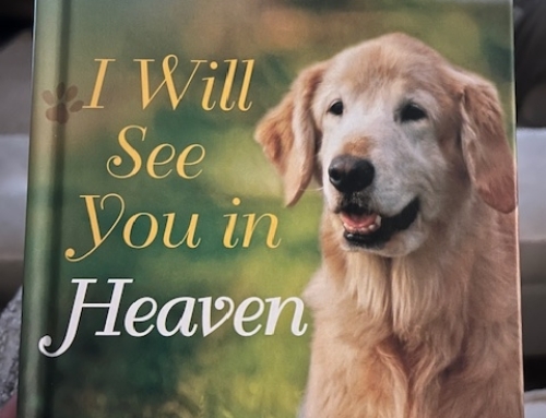 Our Dogs In Heaven