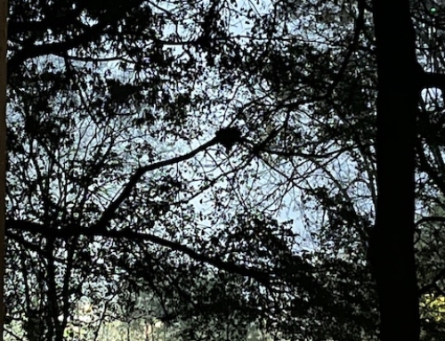 Surprises Surround Us