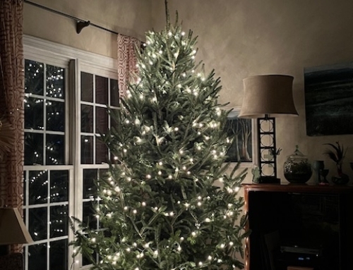 “Go Thin” This Year