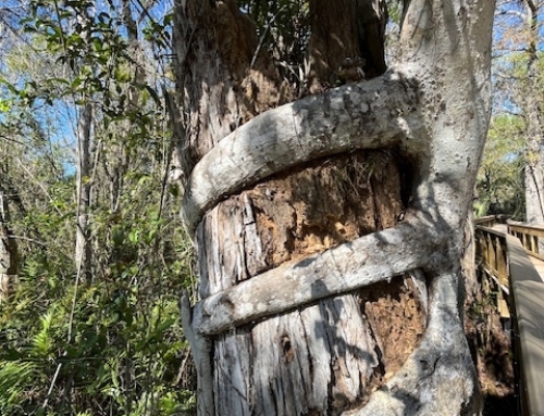 Raw, Soul-Deep Anthem