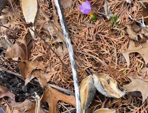 As Winter Melts To Spring