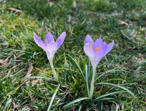 How Does Love Multiply?