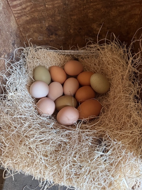 eggs