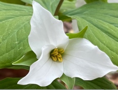 Trilliums And Tom McLain